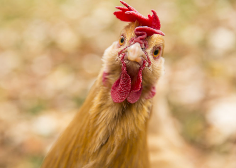 poule