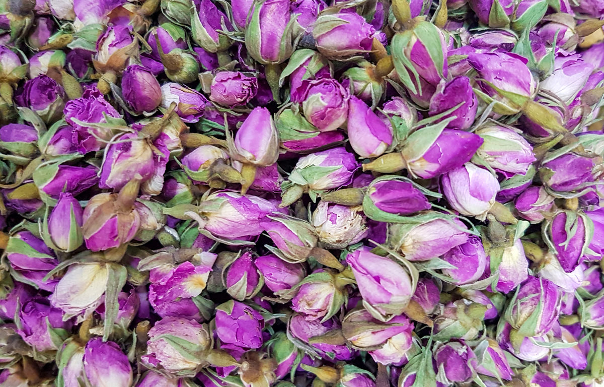 Roses du dumas
