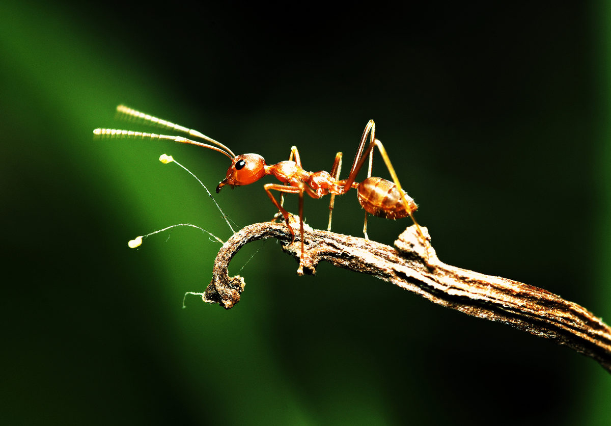 Insectes