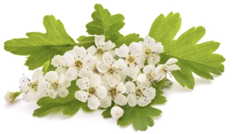 Branche d'aubépine