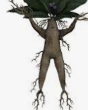 mandragore